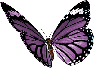 farfalla viola3