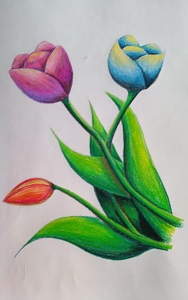 tulipani