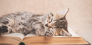 gatto lettore